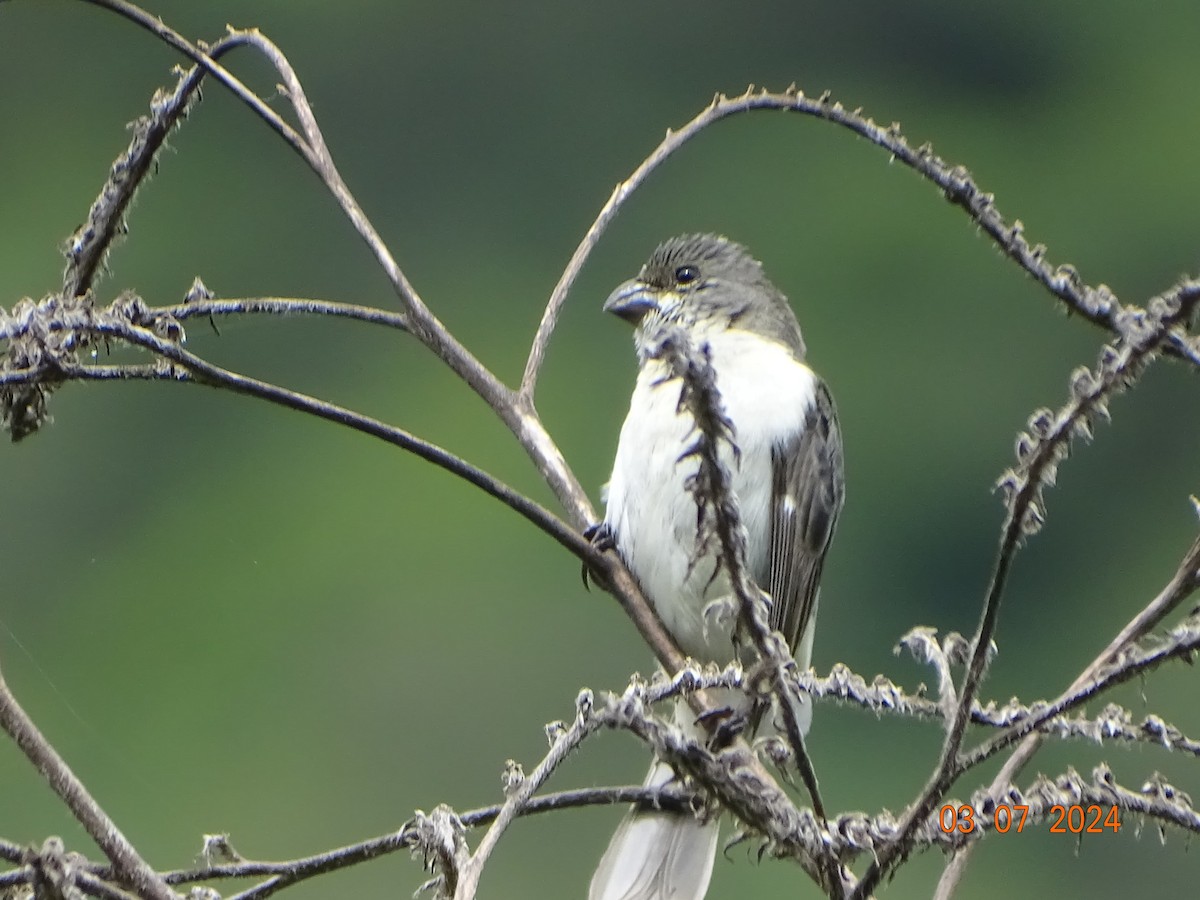 アゴジロヒメウソ - ML624765913