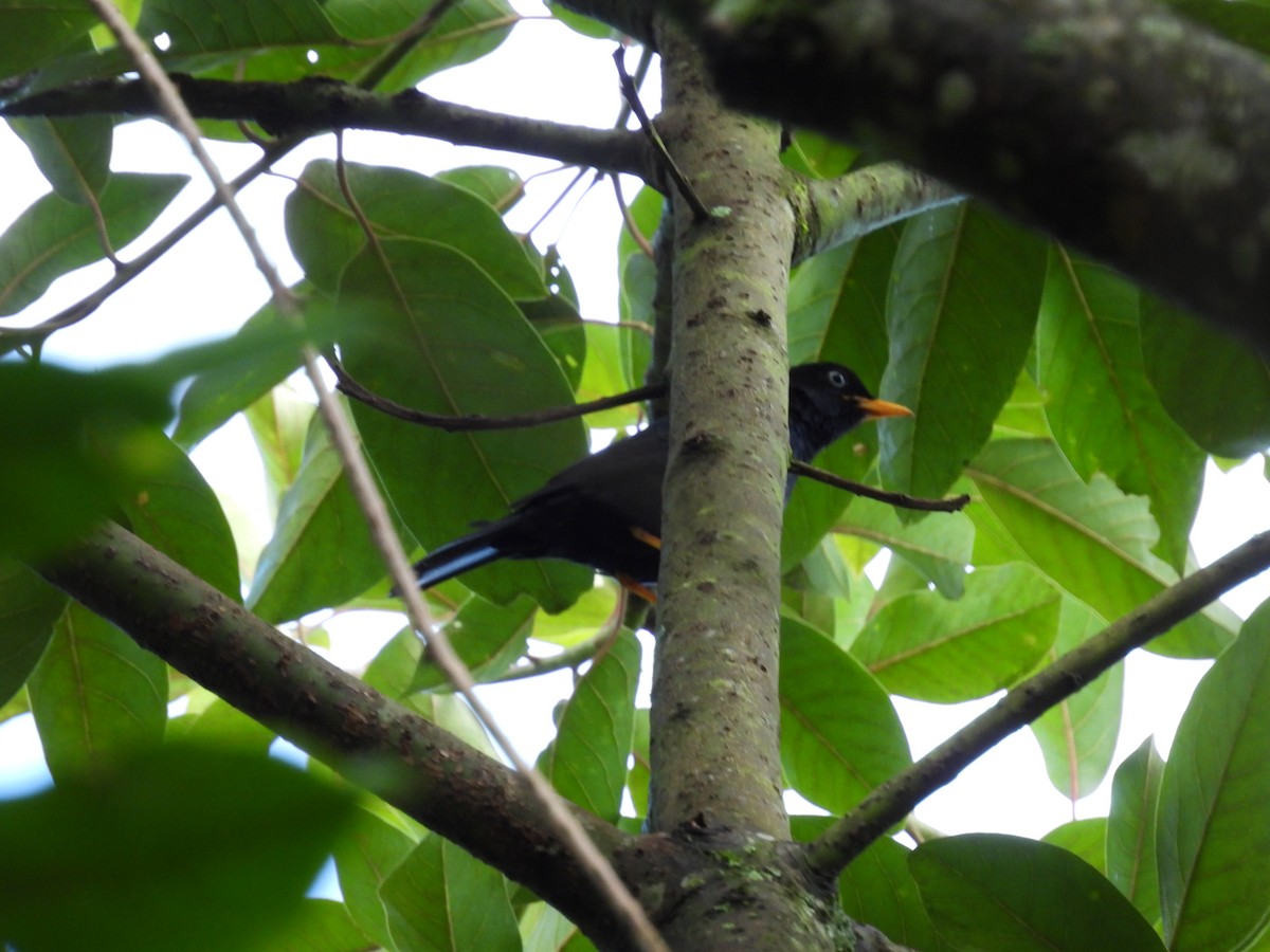 メジロクロウタドリ - ML624765976