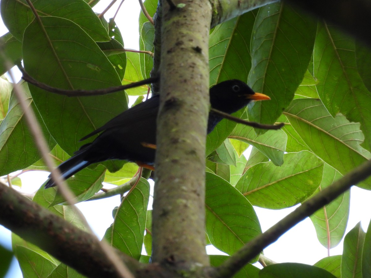 メジロクロウタドリ - ML624765977