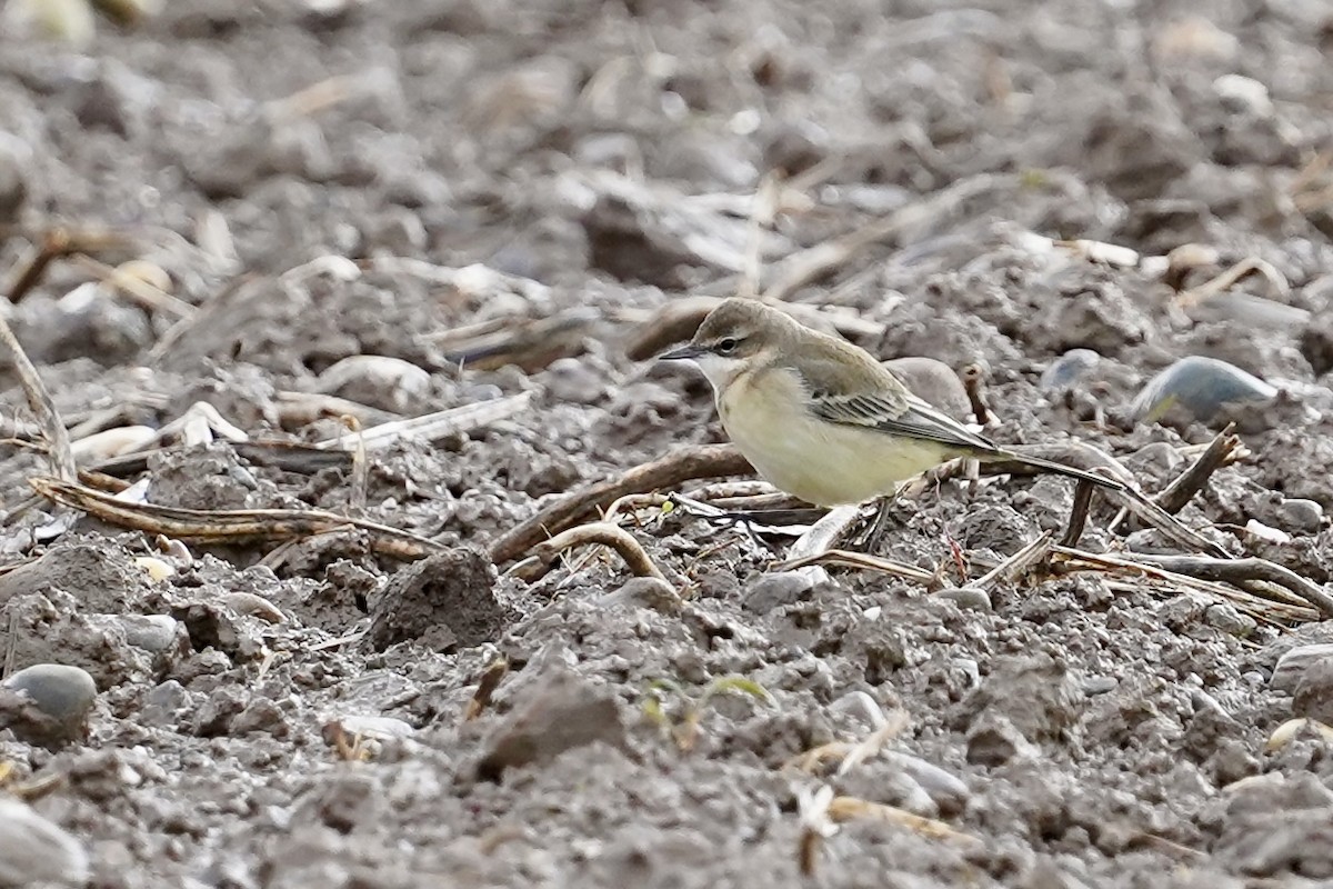 Western Yellow Wagtail - ML624765992