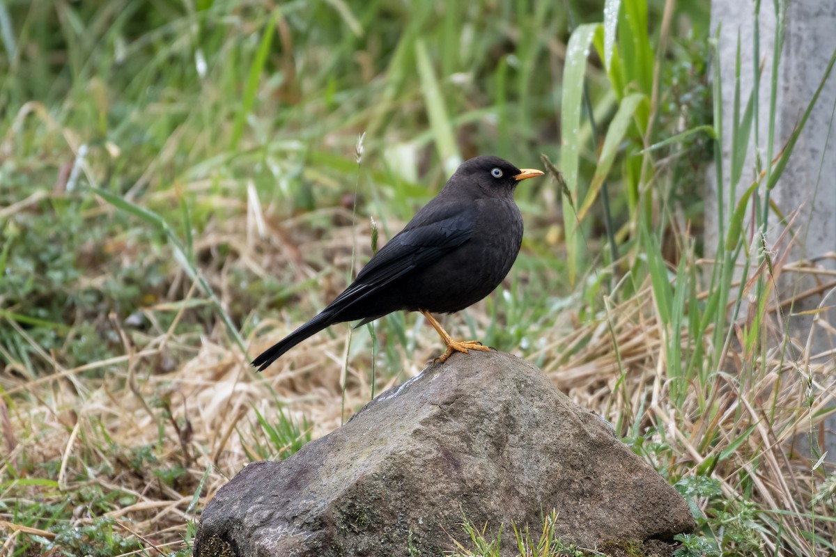 Sooty Thrush - ML624766116