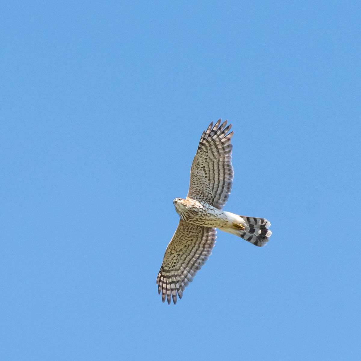 Cooper's Hawk - ML624766178