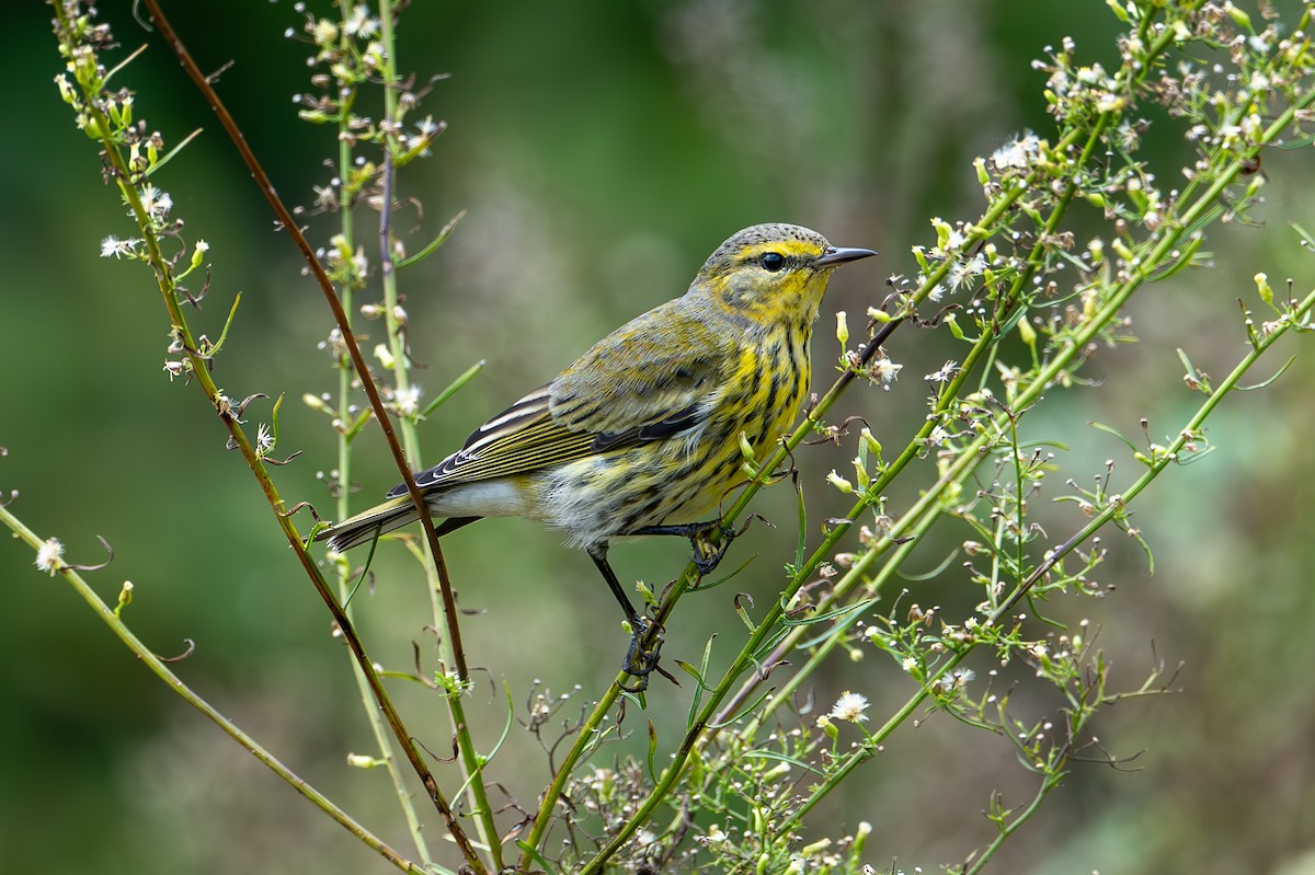 Cape May Warbler - ML624766473