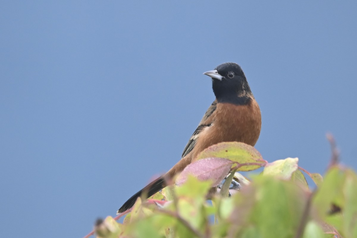Orchard Oriole - ML624766483