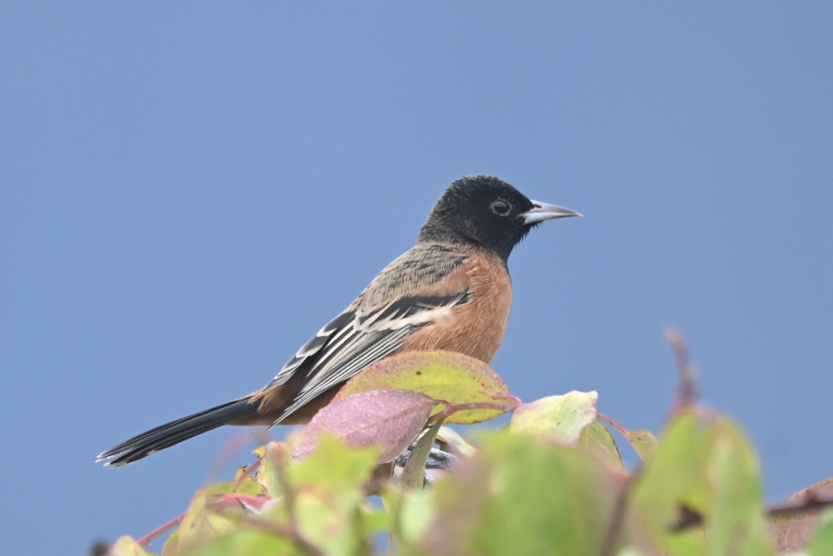 Orchard Oriole - ML624766484
