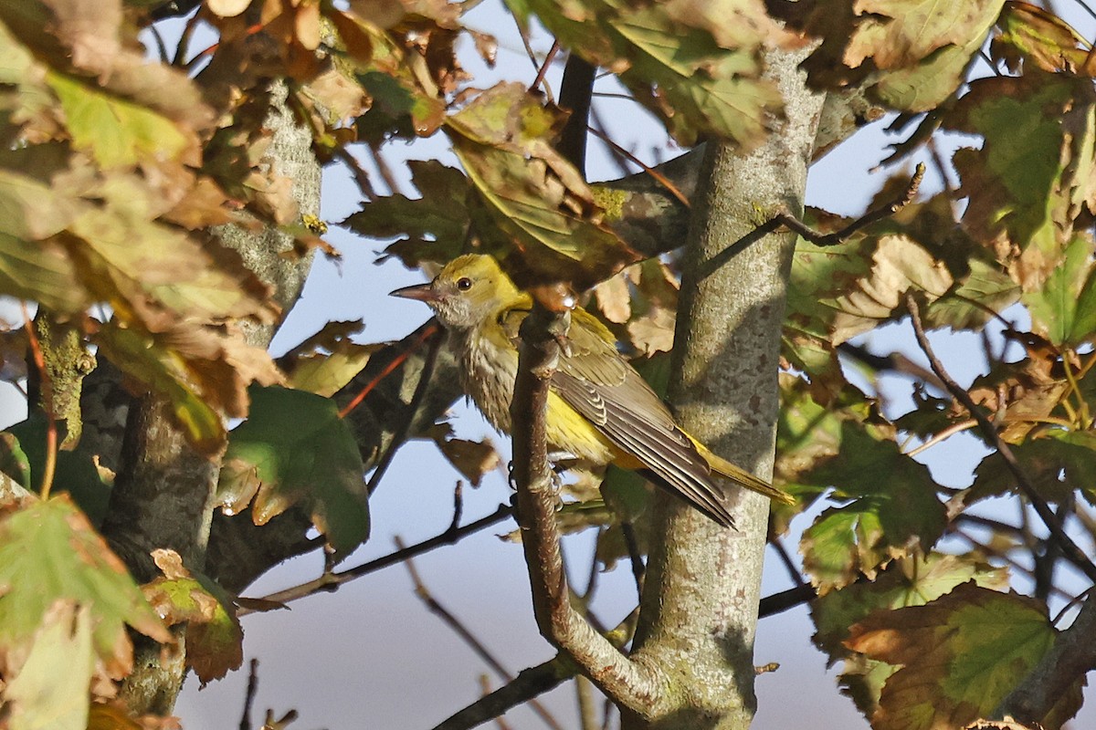 Eurasian Golden Oriole - Dominic Mitchell