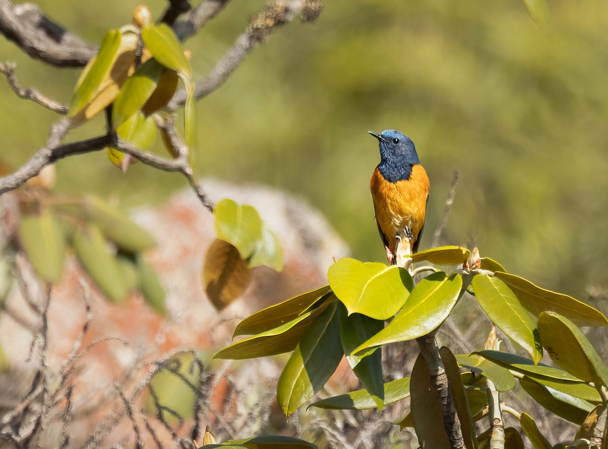 Blue-fronted Redstart - ML624766786