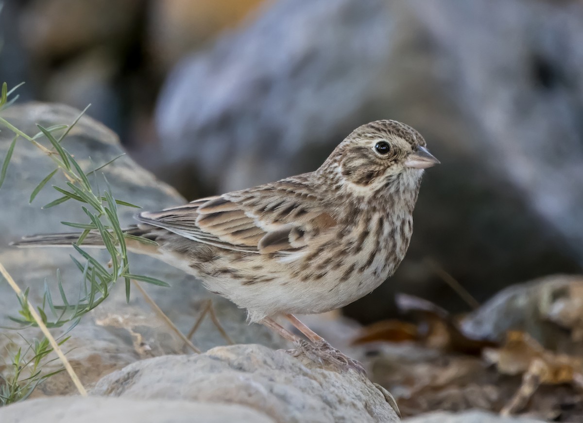 Vesper Sparrow - ML624766830