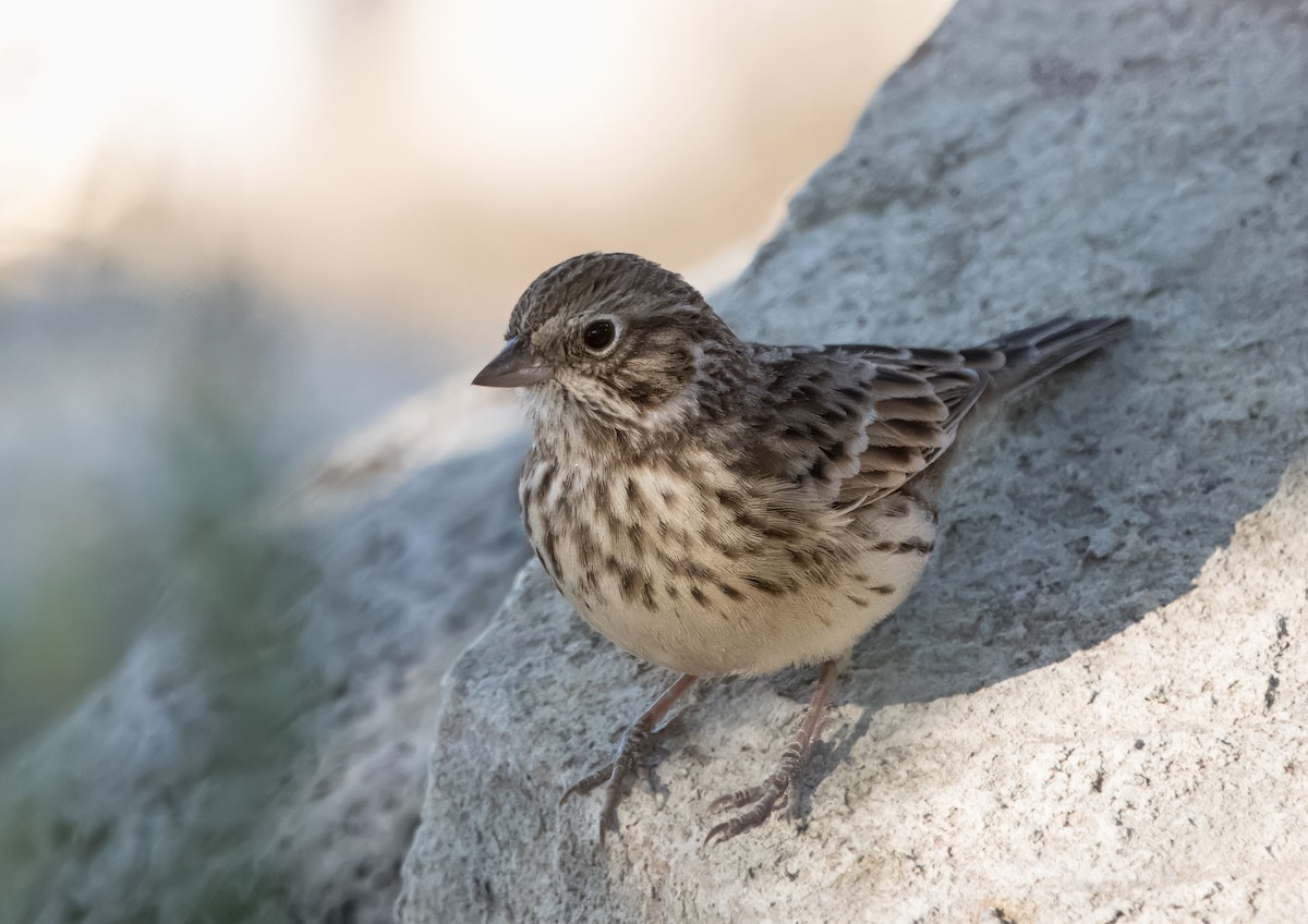 Vesper Sparrow - ML624766831