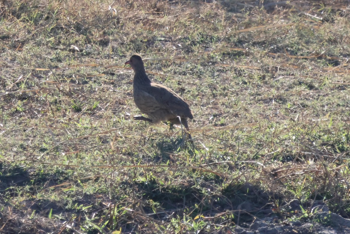 Swainson's Spurfowl - ML624766891