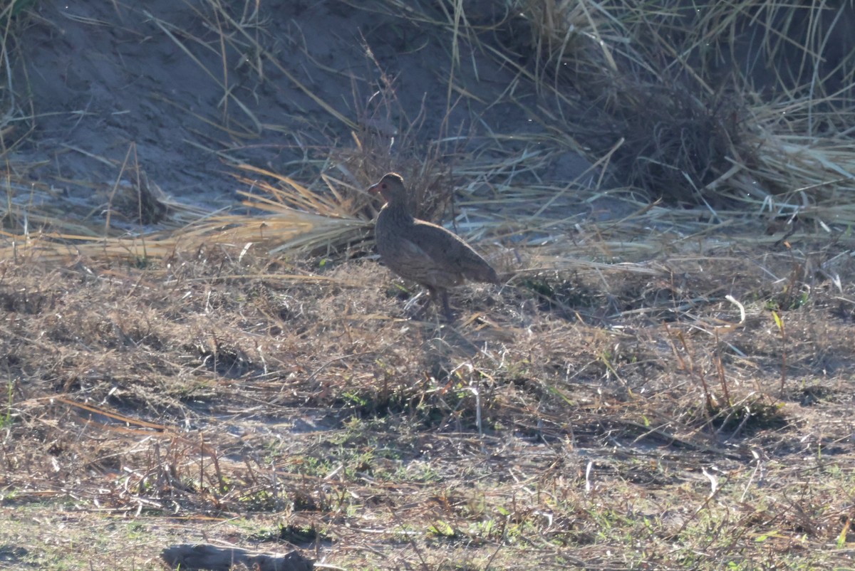 Swainson's Spurfowl - ML624766892