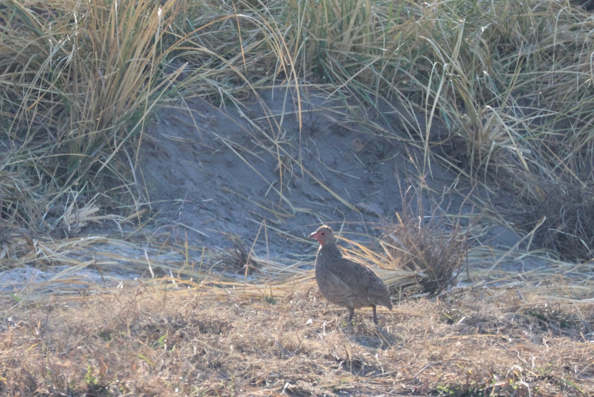 Swainson's Spurfowl - ML624766893