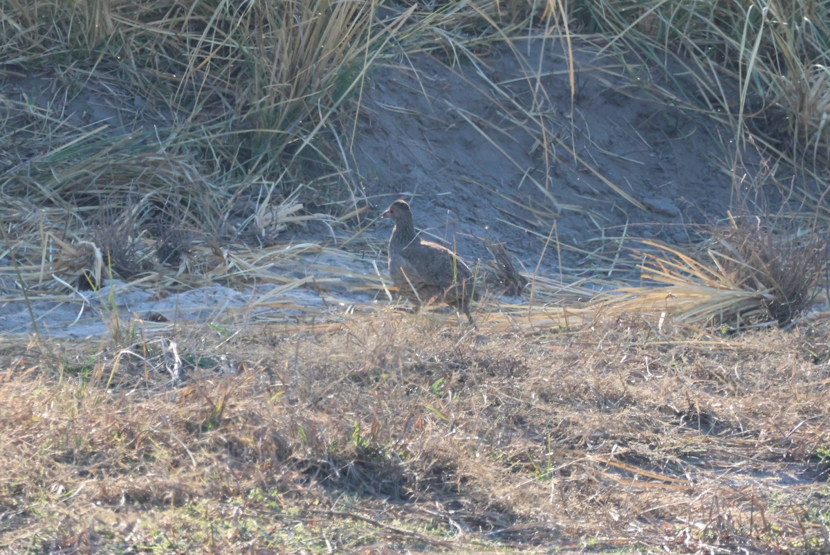 Swainson's Spurfowl - ML624766894