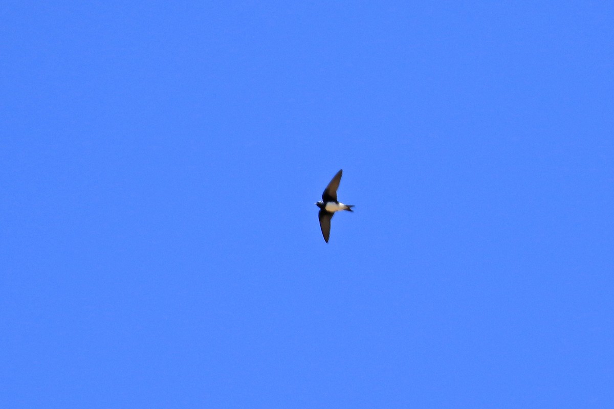 Hirondelle du Sinaloa - ML624766947