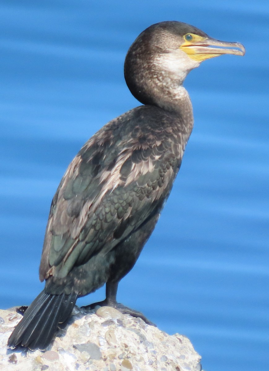 Japanese Cormorant - ML624766996