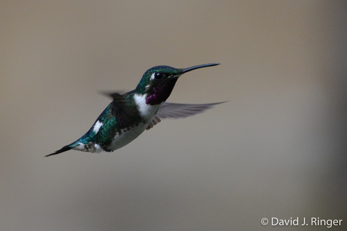 White-bellied Woodstar - ML62476701