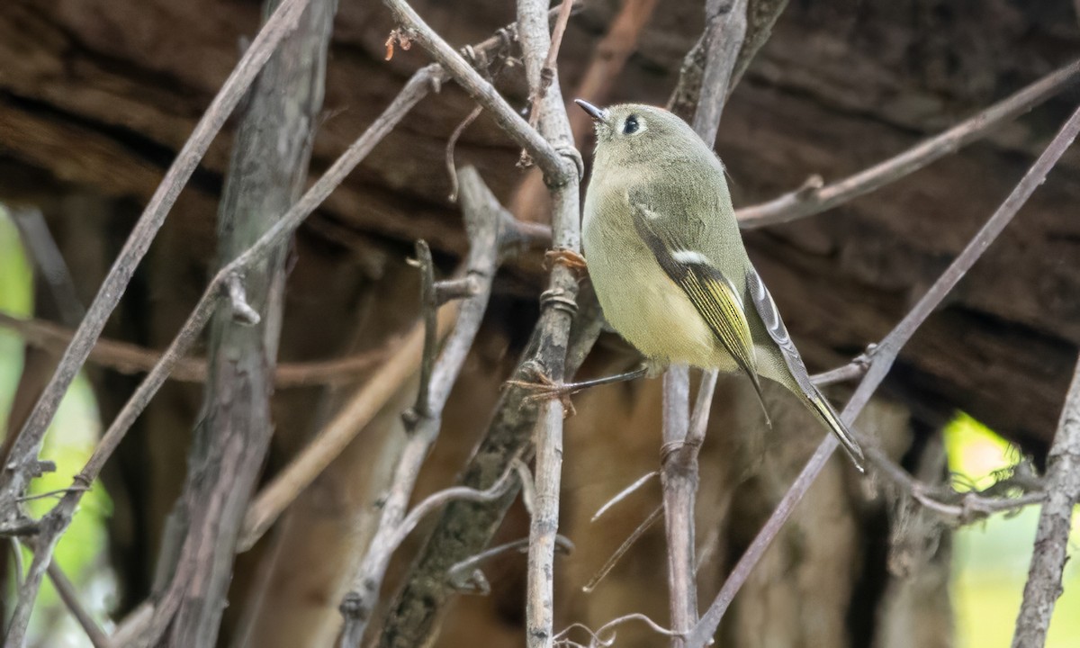 Ruby-crowned Kinglet - ML624767011