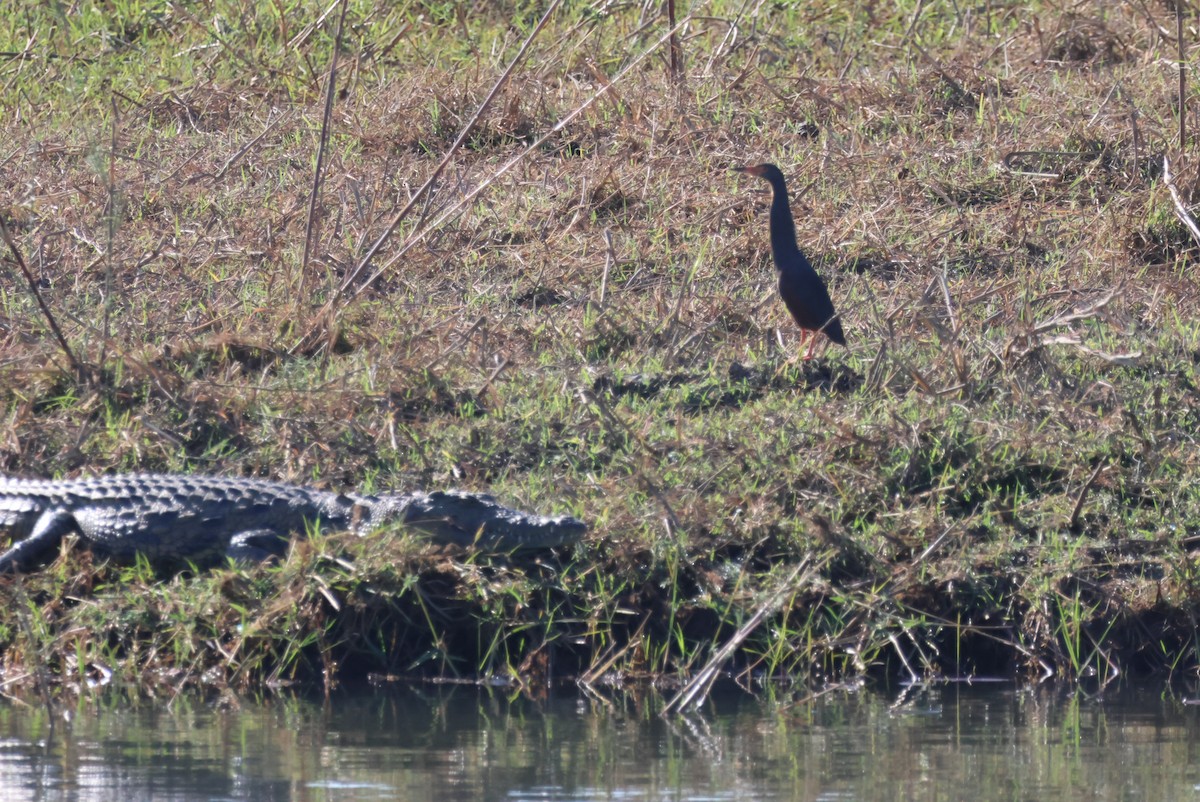 Rufous-bellied Heron - ML624767055