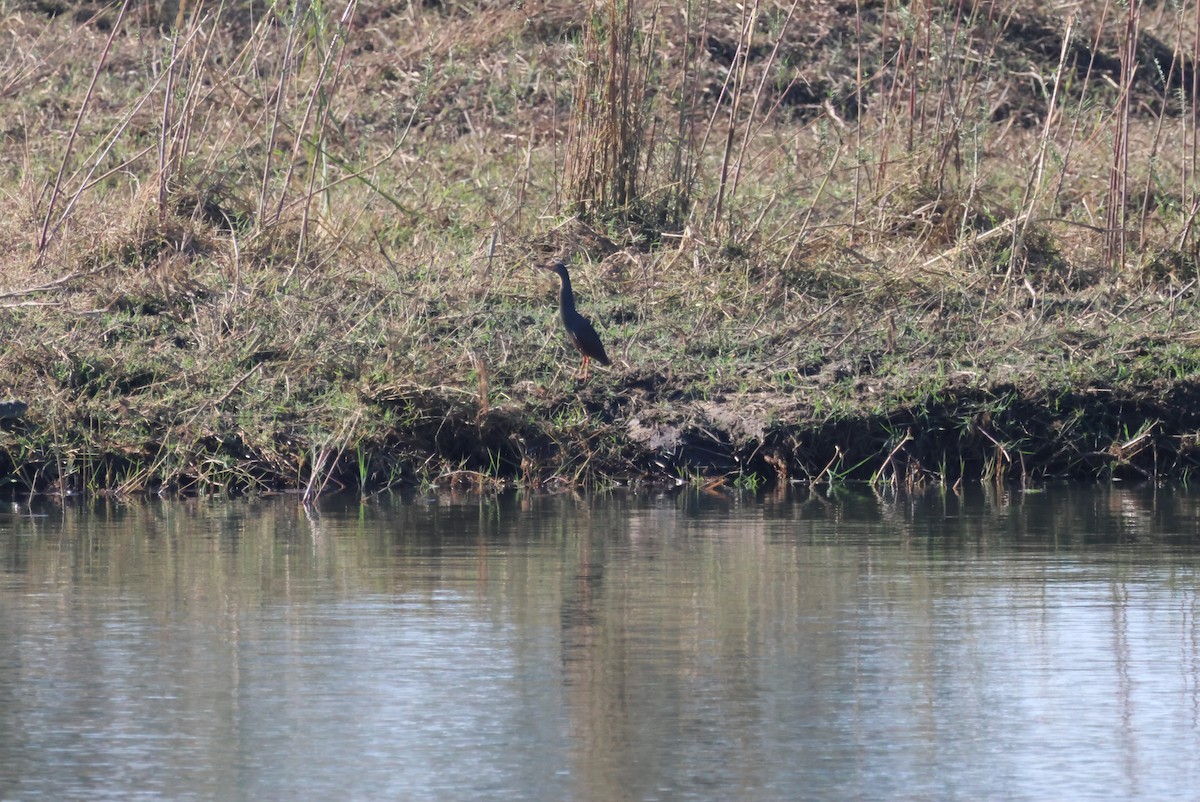 Rufous-bellied Heron - ML624767057