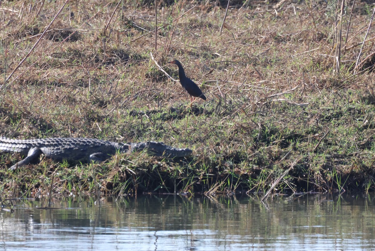 Rufous-bellied Heron - Pete Fenner