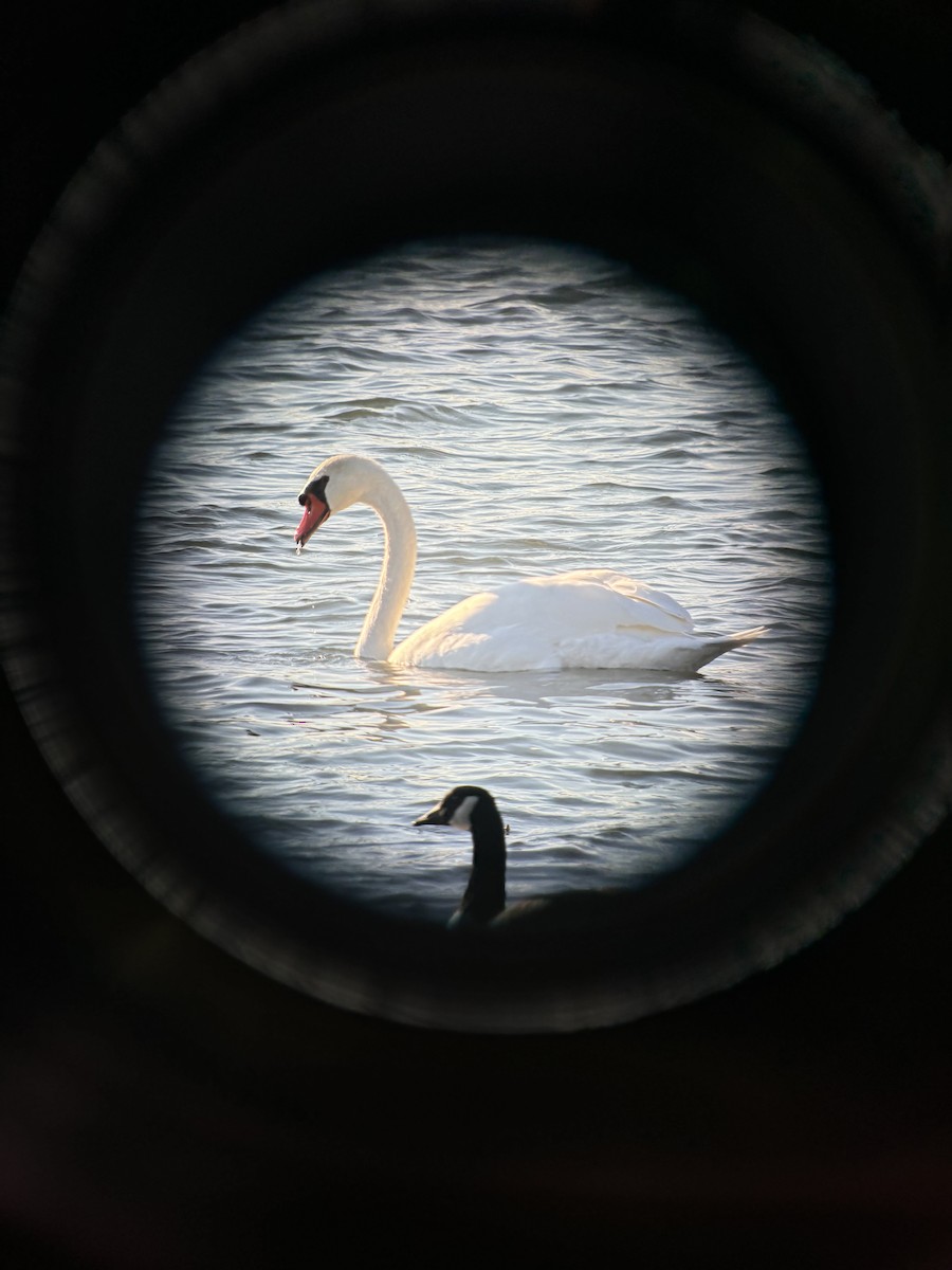 Mute Swan - ML624767087