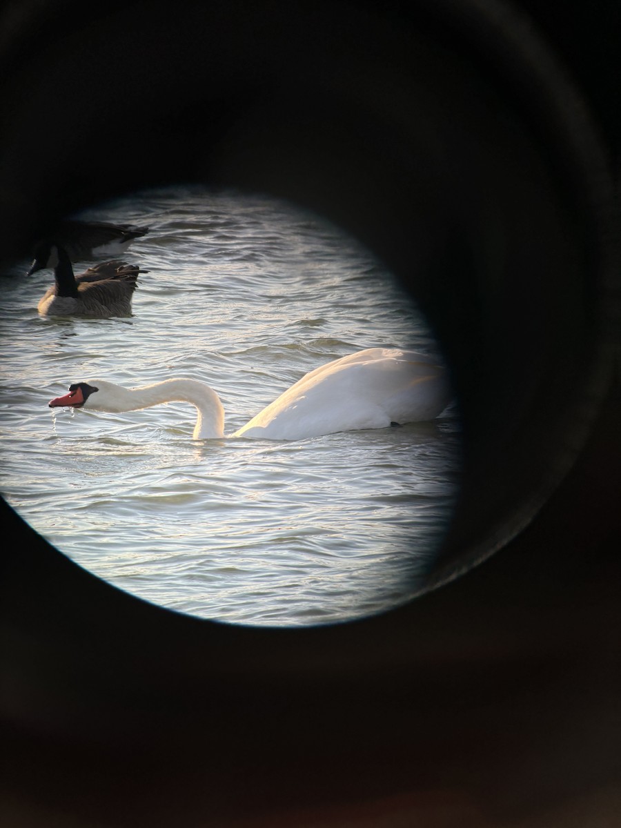 Mute Swan - ML624767088