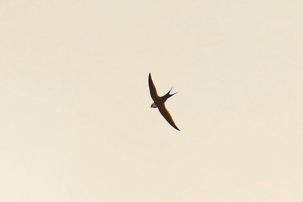 Great Swallow-tailed Swift - ML624767174