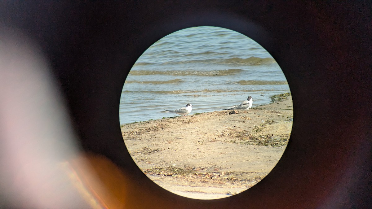 Arctic Tern - ML624767186