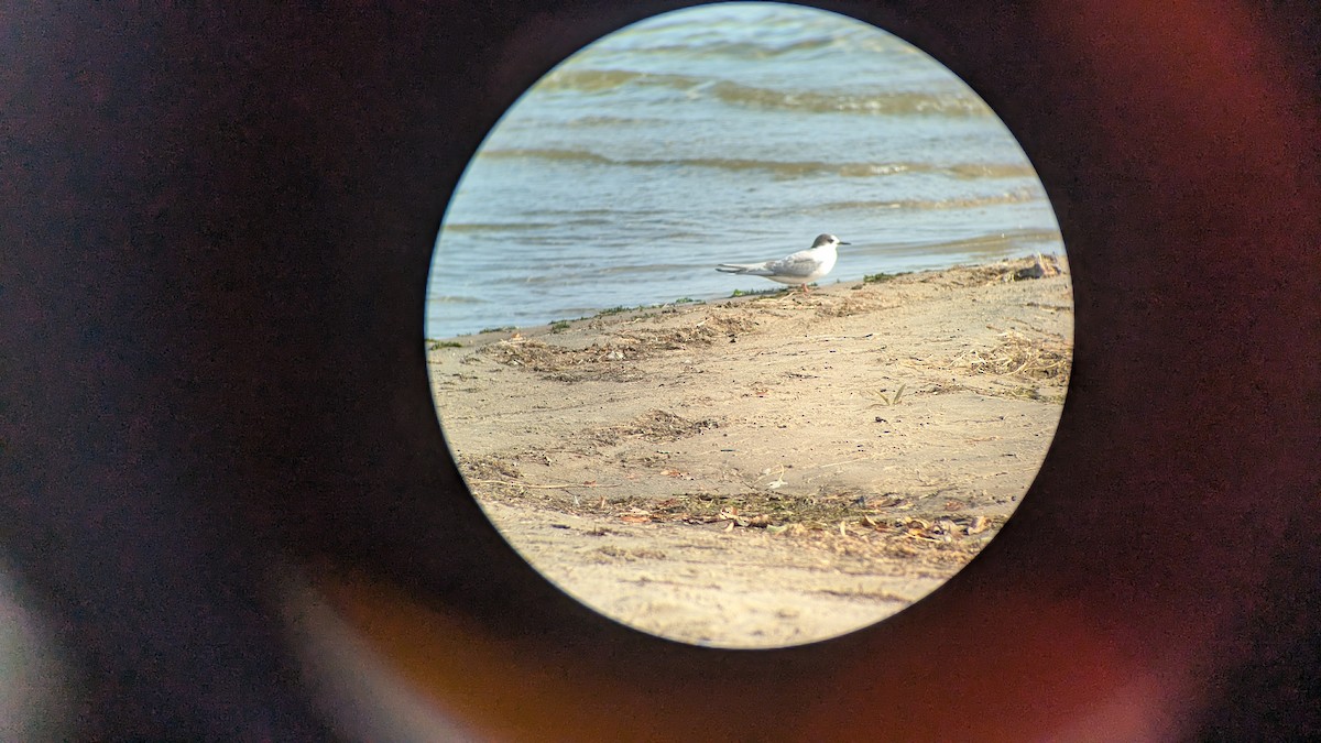 Arctic Tern - ML624767195