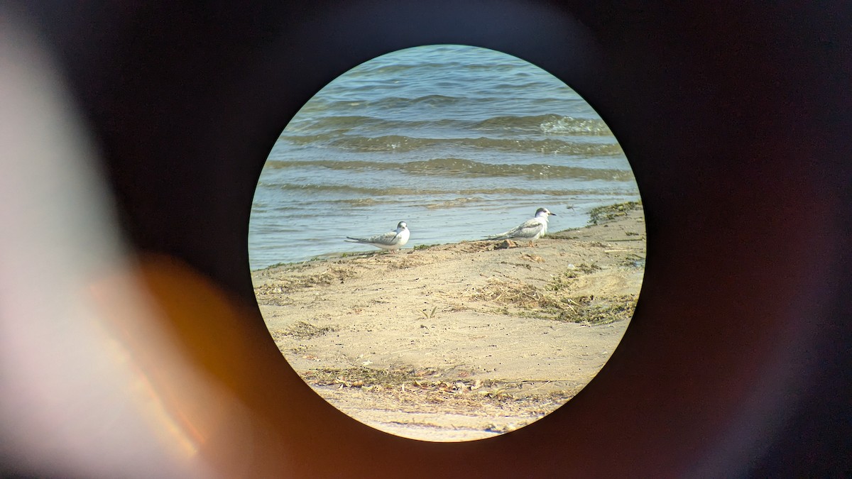 Common Tern - ML624767208