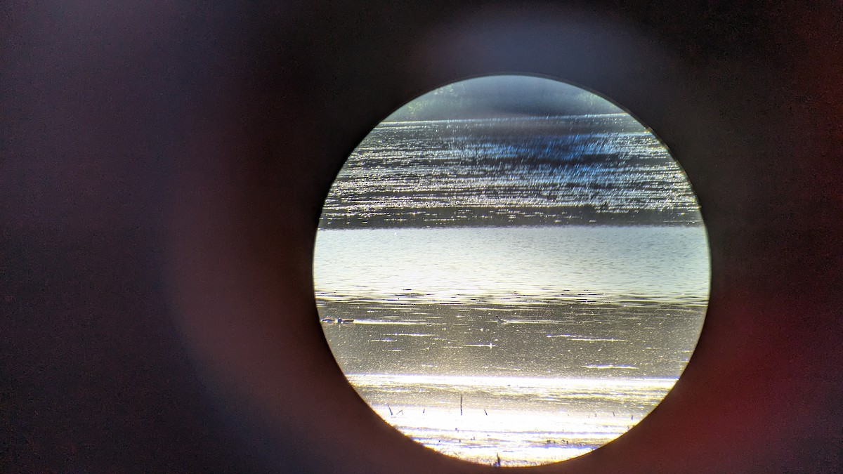 Red Phalarope - ML624767265