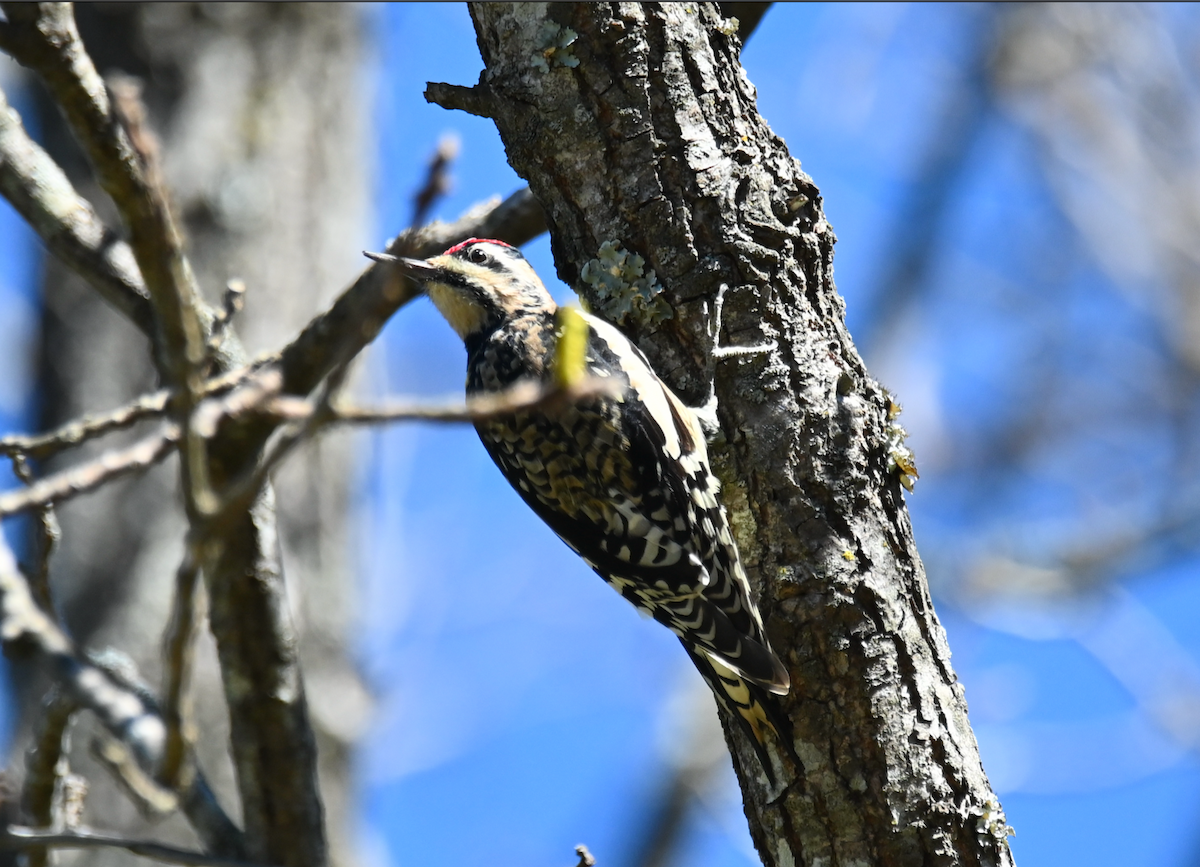 Yellow-bellied Sapsucker - ML624767480