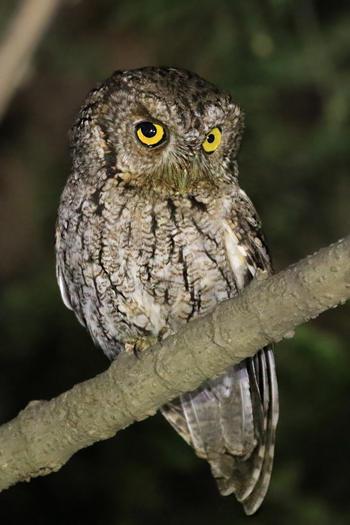 Whiskered Screech-Owl - ML624767536