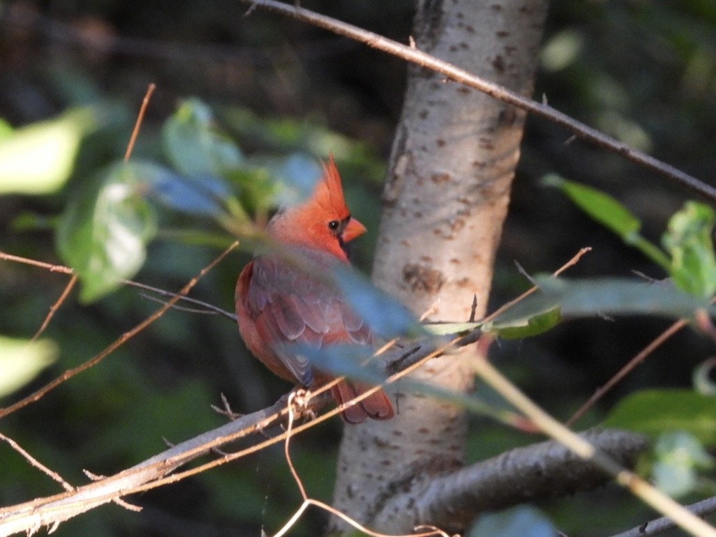 Northern Cardinal - ML624767699