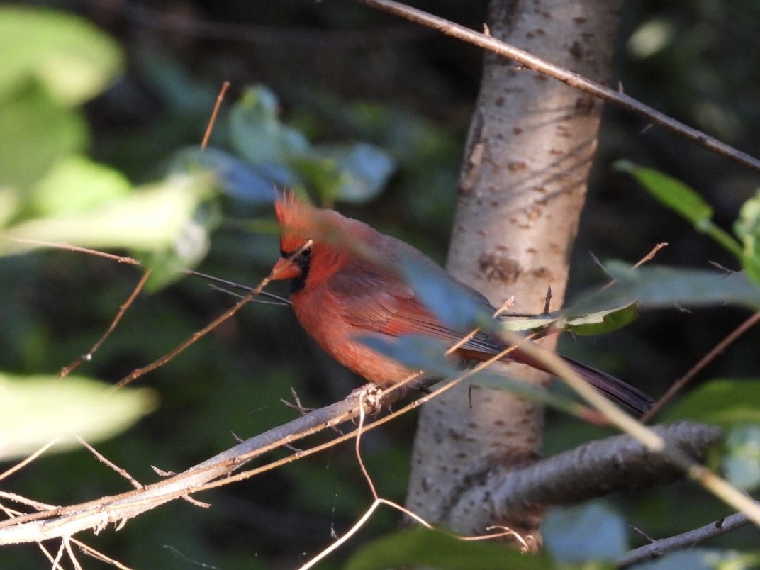 Northern Cardinal - ML624767700