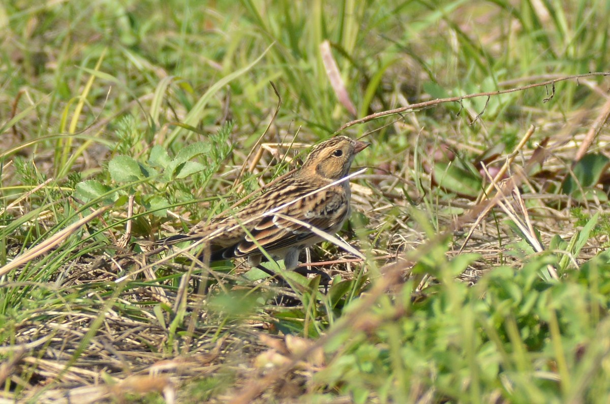 Lapland Longspur - ML624767923