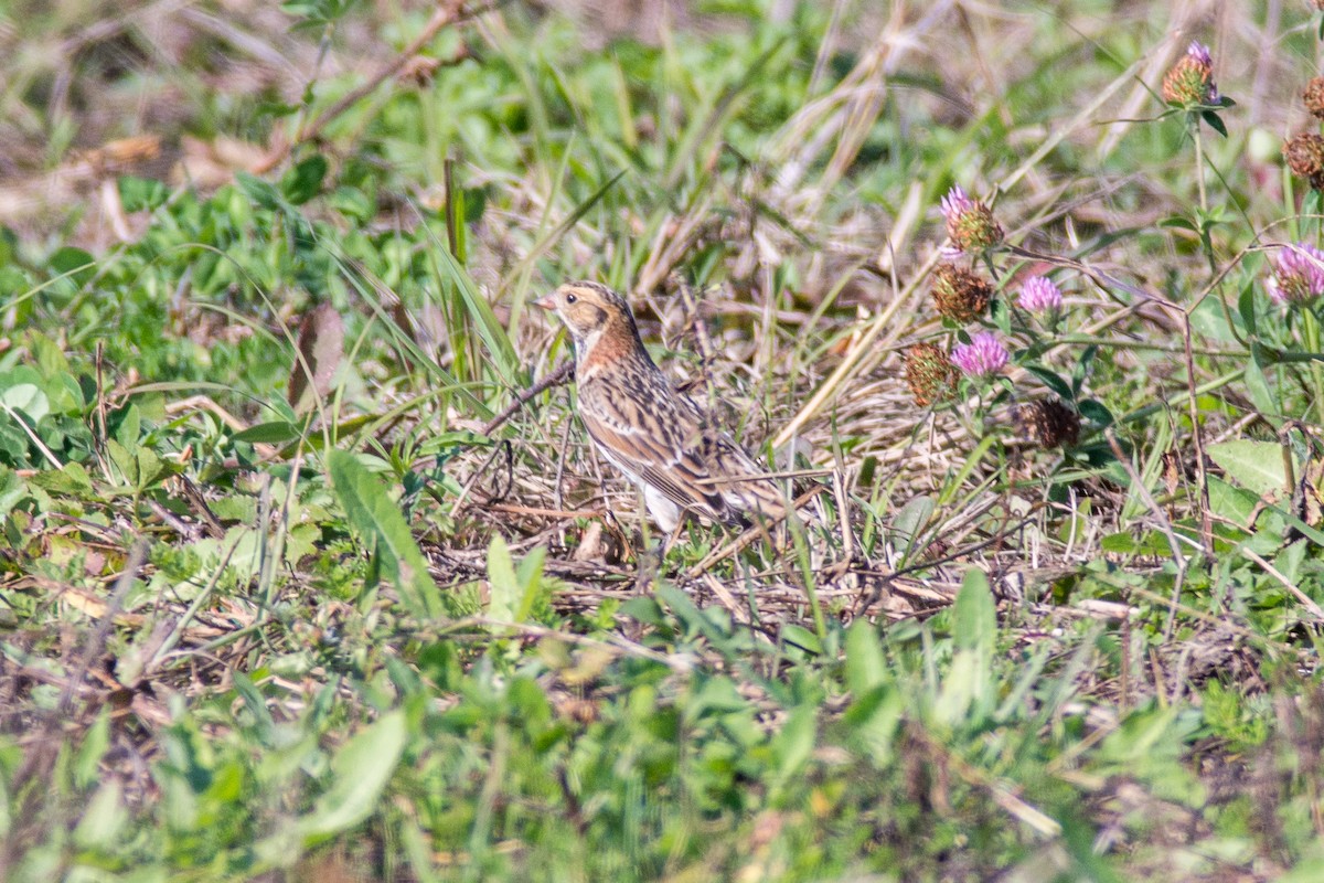Lapland Longspur - ML624767959