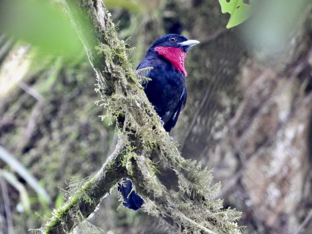 Purple-throated Fruitcrow - Justus Pendleton