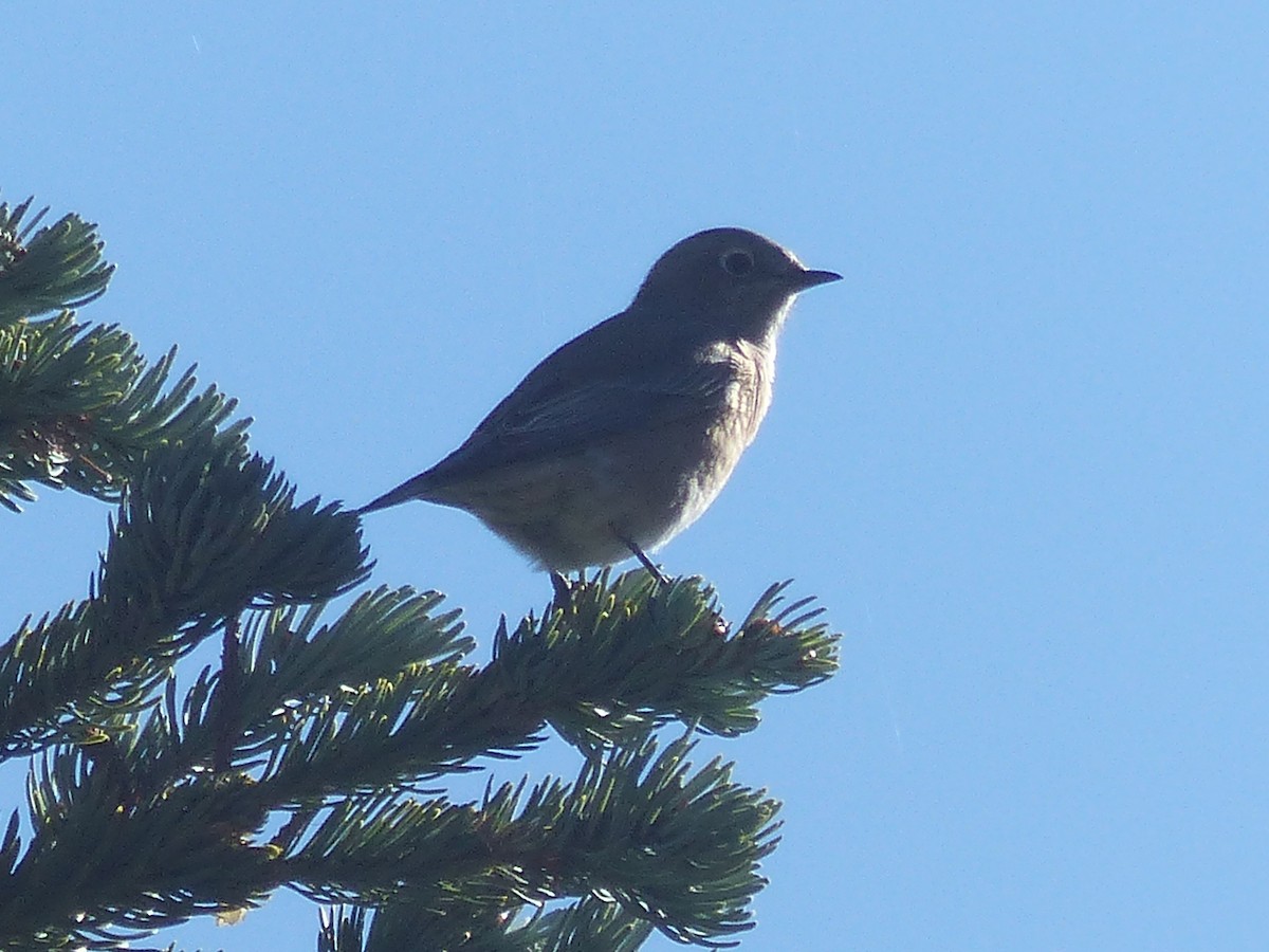 bluebird sp. - ML624768173