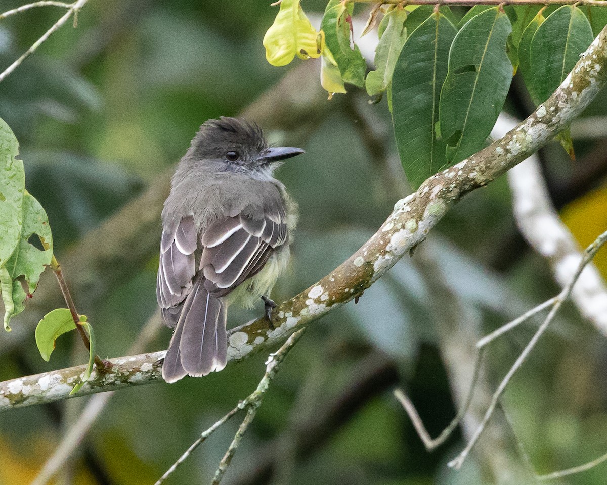 Apical Flycatcher - ML624768174