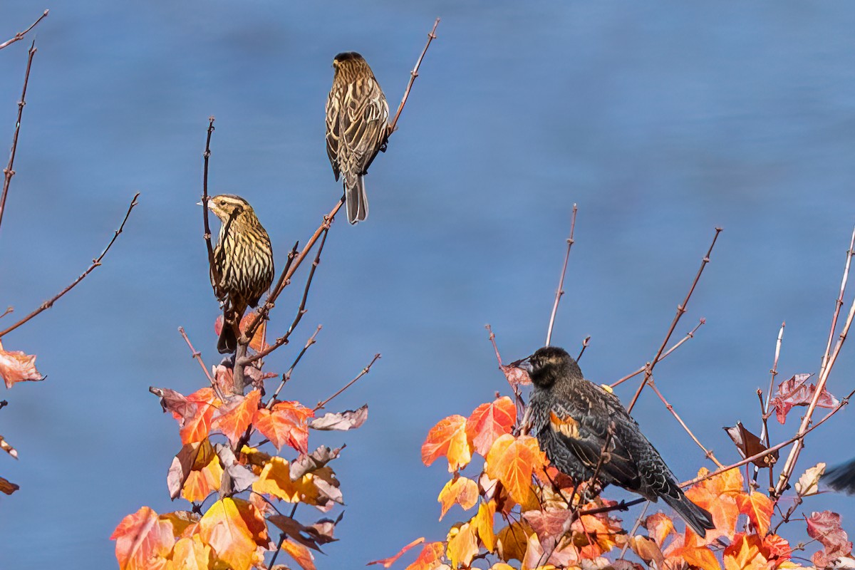 Red-winged Blackbird - ML624768211