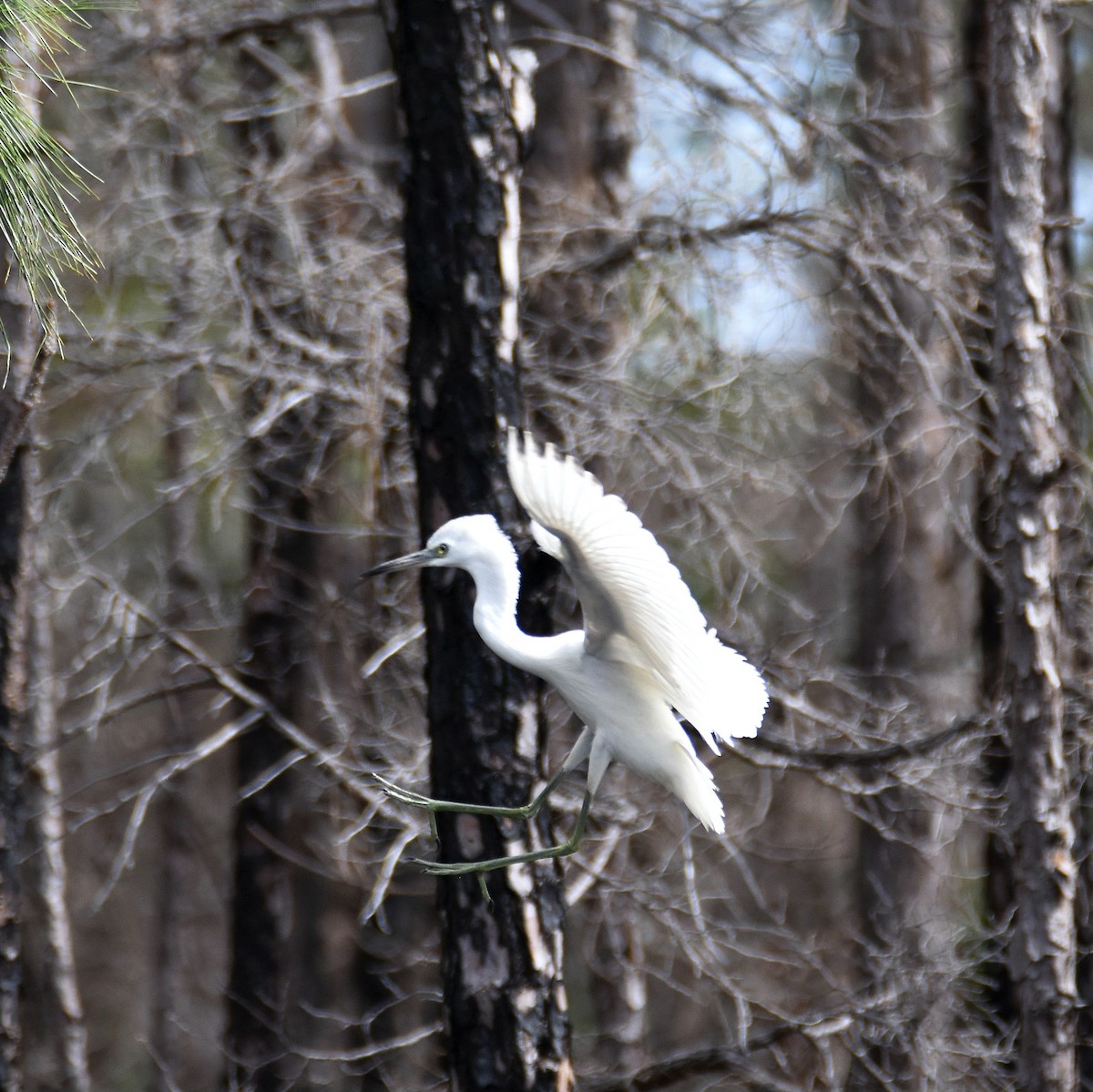 Little Blue Heron - ML624768336