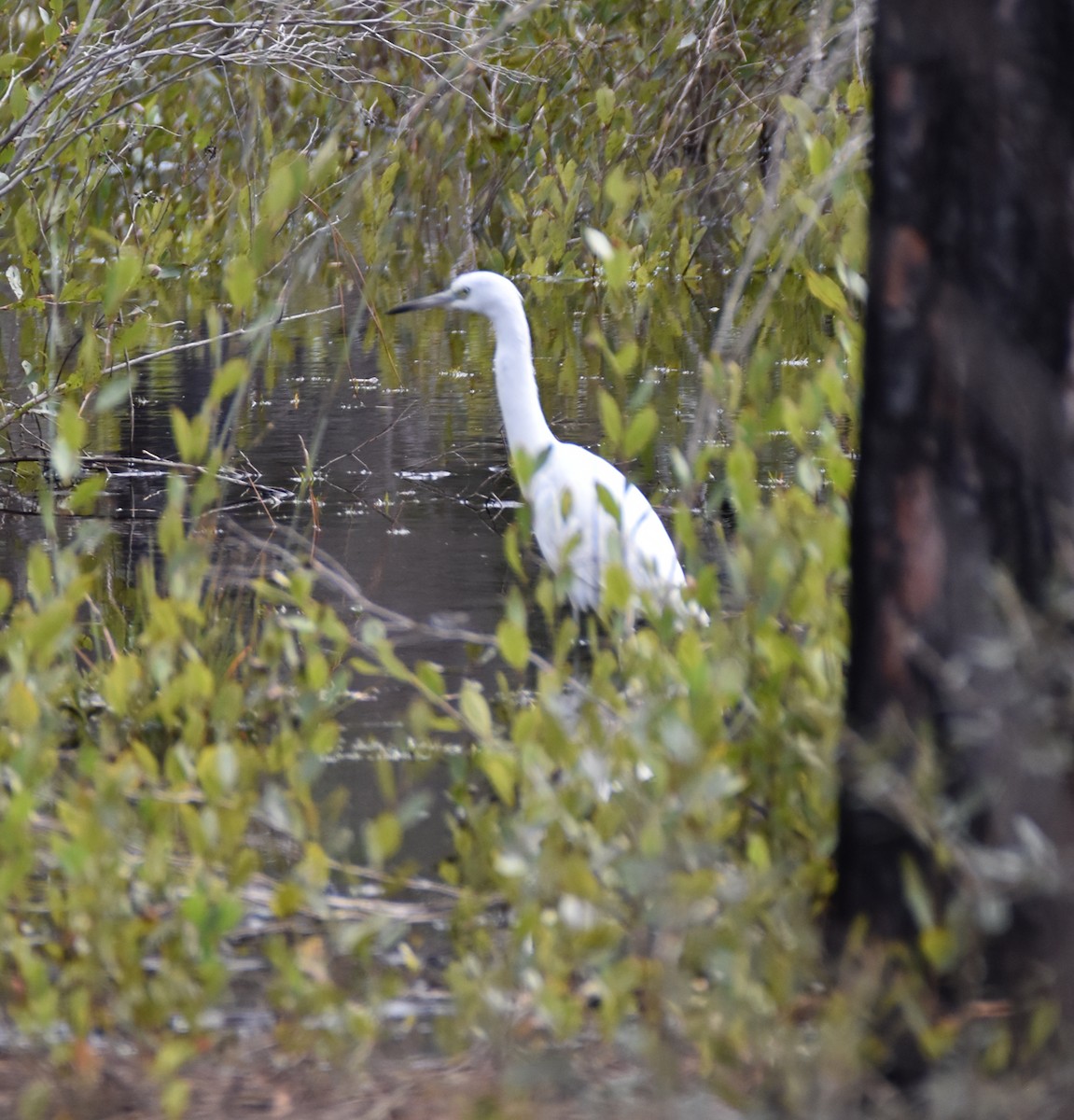 Little Blue Heron - ML624768350