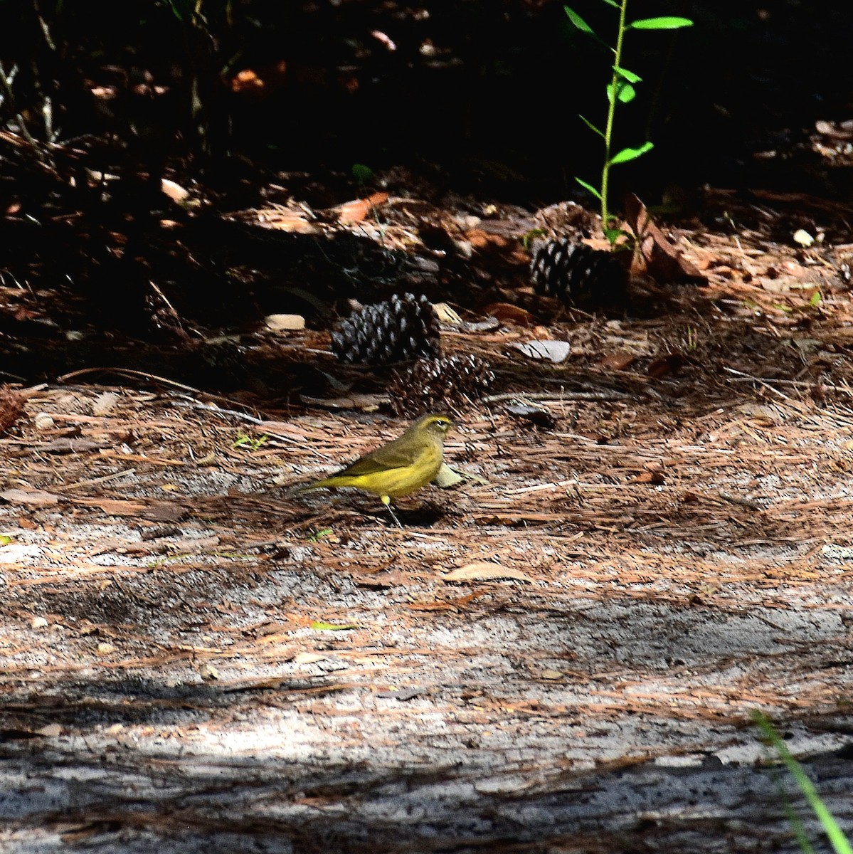 Palm Warbler - ML624768365