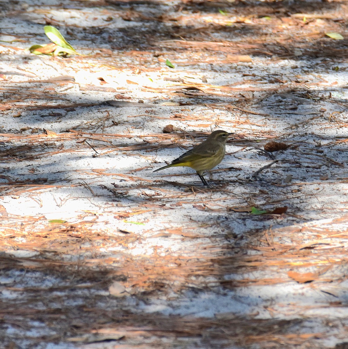 Palm Warbler - ML624768409