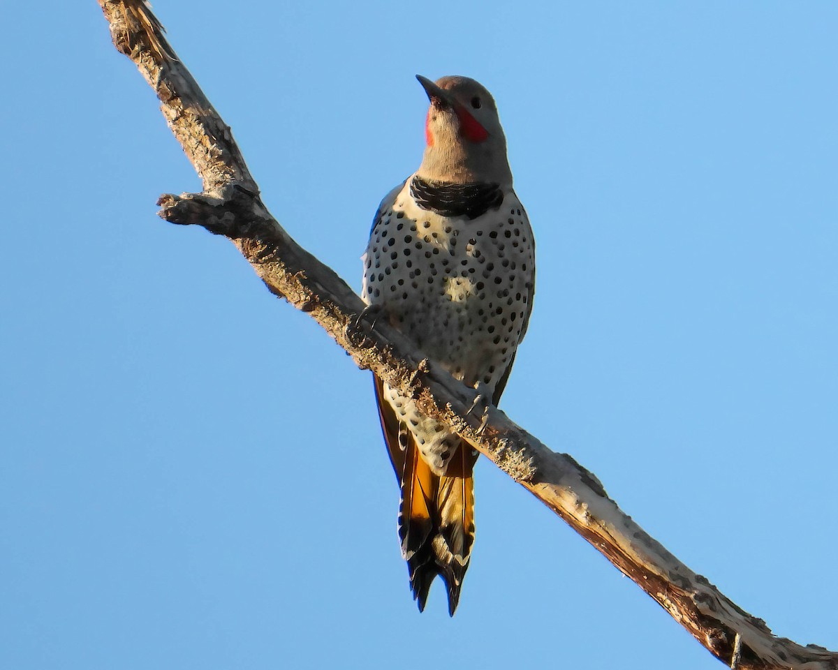 Northern Flicker (Red-shafted) - ML624768681