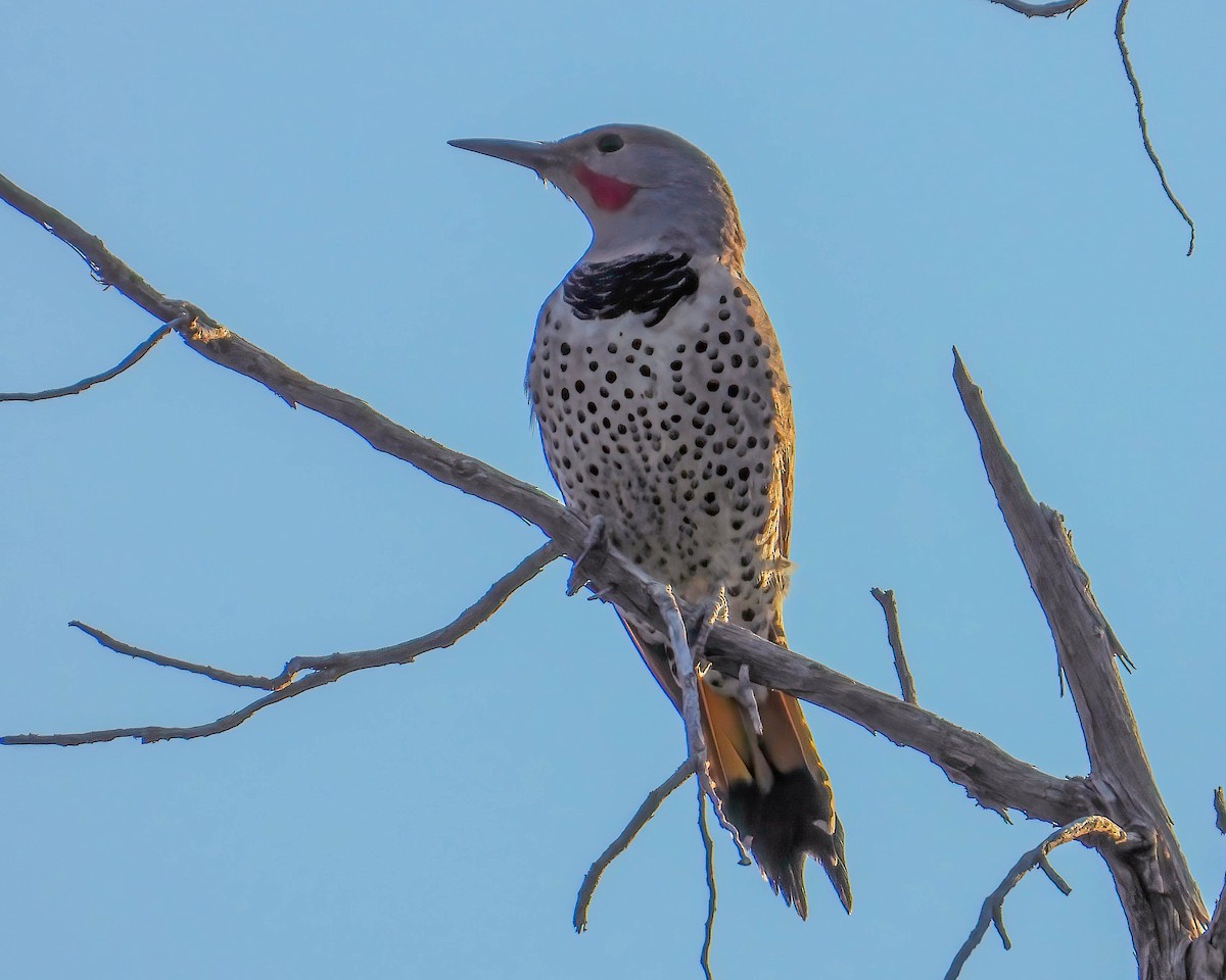 Northern Flicker (Red-shafted) - ML624768682