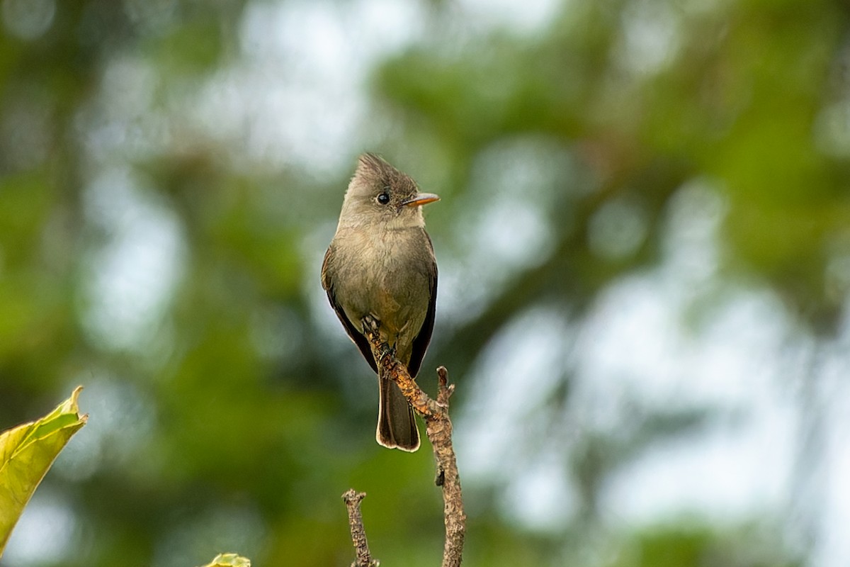 Greater Pewee - Magnus Persmark