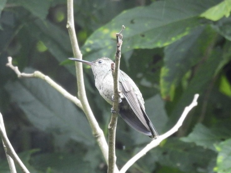 Colibri de Cuvier - ML624769103