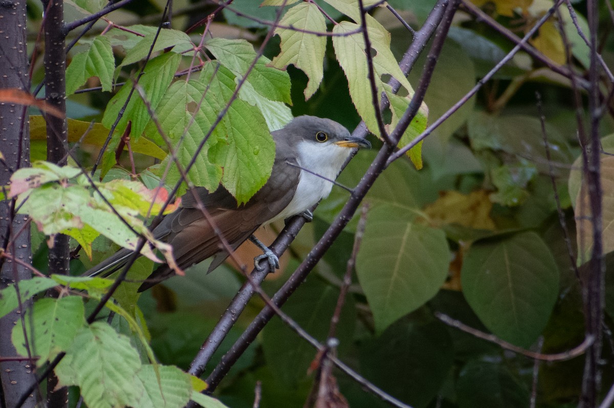 Yellow-billed Cuckoo - ML624769133